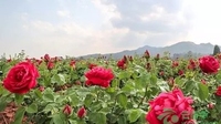 八街开启玫瑰花芬芳之旅