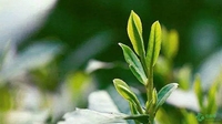 昆明春茶周启幕全省60座著名茶山春茶交易价格发布