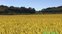 强化粮食优质高产科技示范推广  生产实现“十二连增”