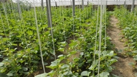 大关原生态食品受青睐 无公害蔬菜成最响亮的名片