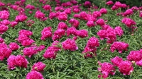 禄劝马鹿塘乡打造特色景点 10万亩杜鹃花海引客来