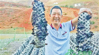 会泽黑木耳产业鼓起村民腰包 全县种植黑木耳300亩