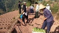 爱尼山乡掀起烤烟移栽热潮 计划种植面积达5500亩