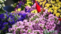 知识产权保护助力云南“花香世界”