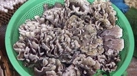 云南绿色美食香飘四方 让“五一小长假”更加有味