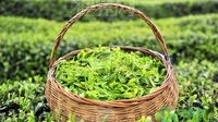 云南春茶呈量价齐增态势 预计明前茶总产达6．5万吨