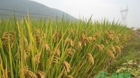 蒙自多举措确保夏粮增收 实现夏收粮食总产量27005吨