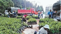 金平县沙依坡乡向贫困户免费发放32700余株沃柑种苗