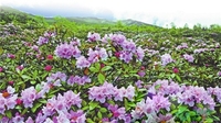 云南鲜花旅游经济越开越艳 拉动精准旅游扶贫