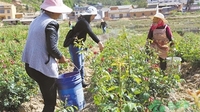 曲靖食用玫瑰种植基地进入采摘期 总产值达450万元