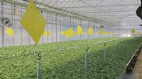 砚山县调整种植结构推进高原特色农业转型