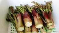 文山市树头菜种植促增收 预计总收入达1000万元