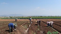 通海蔬菜助农增收致富 人均可支配收入达15051元