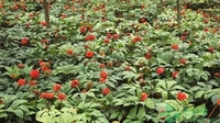 中药材种植：砚山脱贫路上的“新药方”