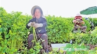 通海加快农产品出口基地建设 去年产值达19.75亿元