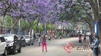 昆明教场中路等地蓝花楹盛开 路人任性拍照致交通拥堵