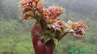 等上村种植特色产业1000多亩  带动群众走上致富路