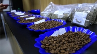 云南普洱：提升精品咖啡率 让“好咖啡卖出好价格”