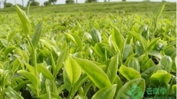 第十三届中国云南普洱茶国际博览会8月底在普洱举办