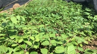 何金恒发展刺老包种植 带动群众增收致富