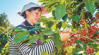普洱：咖啡产地 “普洱+雀巢” 味道会更好
