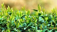 云南华坪：茶叶富了美丽小山村