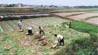 打造高端“菜篮子” 石林将培育种植30万吨优质菜