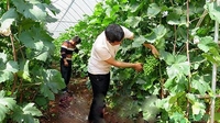 玉溪龙泉葡萄被认定为绿色食品A级产品