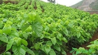 10万亩蚕桑种植引领助力农民脱贫增收