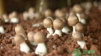 马关县巴西菇种植助贫困群众摘“穷帽”