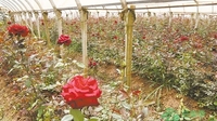 曲靖麒麟区：大龙150亩玫瑰花好不愁销