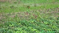 贡山调整种植结构保护生态   结构调整规模达3.395万亩
