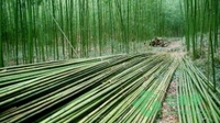 盐津县：笋尖上的绿色金融