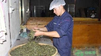 忙丙乡着力发展壮大茶产业 探索特色产业致富增收路