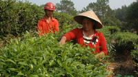 小河村：脱贫路上有茶香