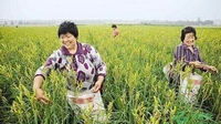 镇雄4000余名贫困人口依托黄花菜走上致富道路