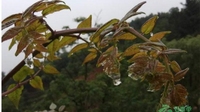 85后大学生种野菜开启致富路 种植规模达200余亩