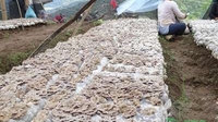 临沧糯掌村试种白生菌喜获丰收 产值达104万元