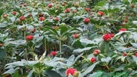 元江种植中药材1.9万亩