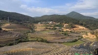临沧平村乡的“黄金叶”托起村民脱贫致富梦