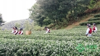 云南省巍山县大力扶持发展高山生态茶产业促脱贫