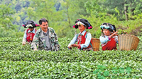 生态茶产业助脱贫攻坚