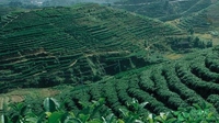 郭惠云深入调研沧源茶产业 对助推脱贫工作提出要求