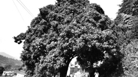 云南500年以上古荔枝树 村里至少有三代人吃过