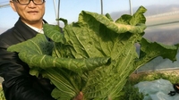 和江明：带领团队尽心竭力培育良种蔬菜