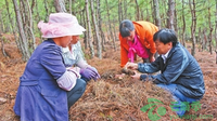 怒江兰坪：种植天麻拓宽富路 年户均增收6200元
