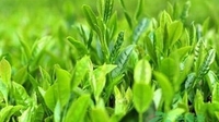 镇康县春茶实现“双增”