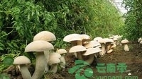 食用菌新国标修订工作取得阶段性成效
