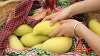 保山：科技助力 小山村种出“金芒果”