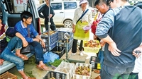 玉溪易门野生菌陆续上市 日交易量达1000多公斤